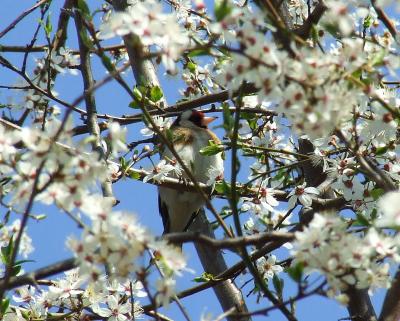 Прикрепленное изображение: Sz2.jpg